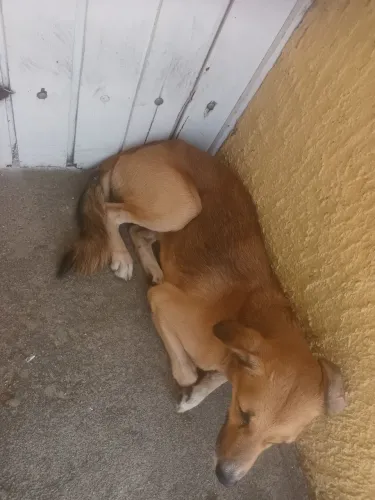 Adoção responsável 