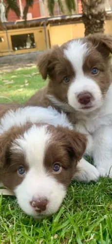 Border Collie filhote mais esperto