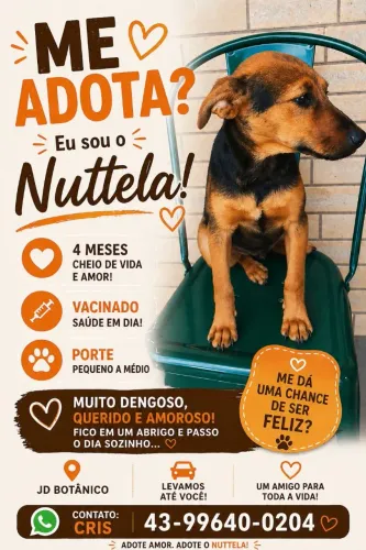Lindos cães para doação 