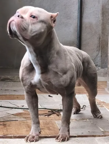 Fêmea pocket bully linda 