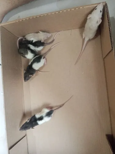 Ratinhos Twisters