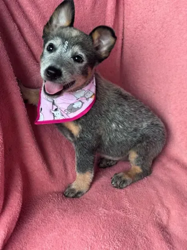 Filhote fêmea de boiadeiro australiano