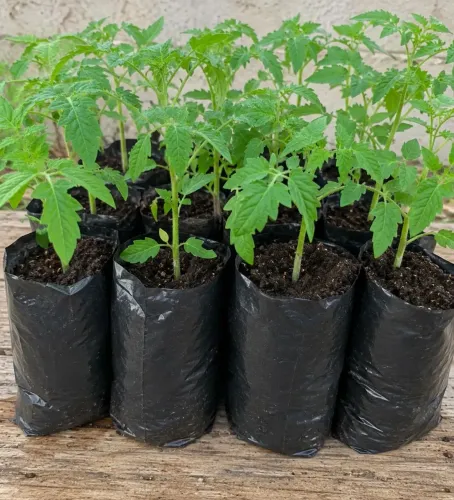 Mudas de tomate cereja 
