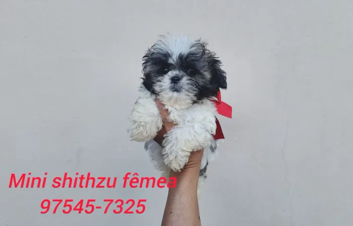 Mini shithzu com garantia de saúde