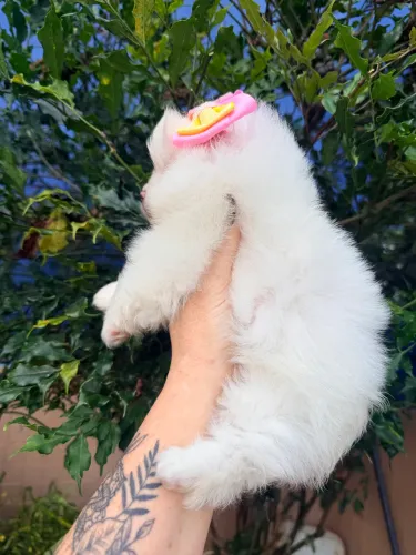 Lulu da pomerania