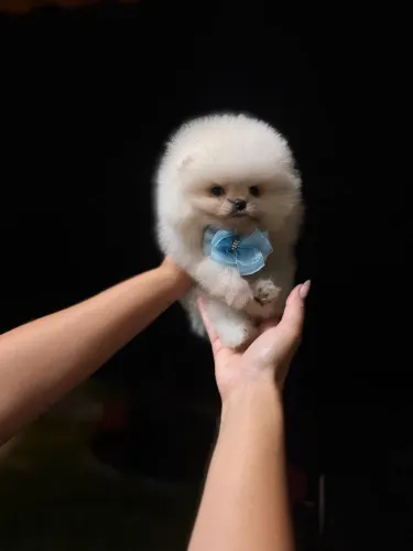 LULU DA POMERANIA BOLINHA DE PELO!!!