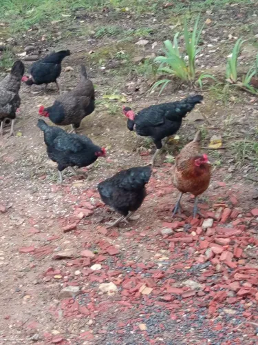 Vende-se galinha