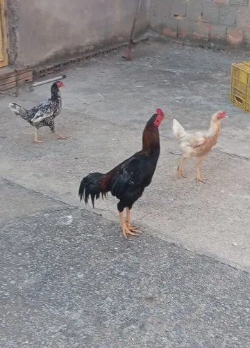 Vendo um galo e 4 galinha