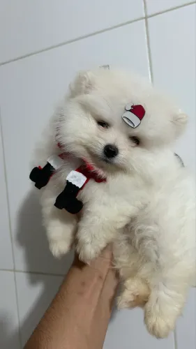Filhote de Lulu
