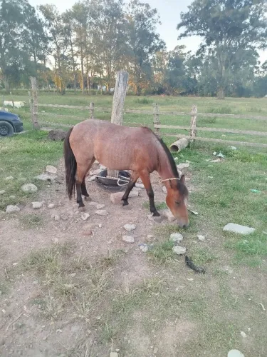 Pônei domada mansa whats *
