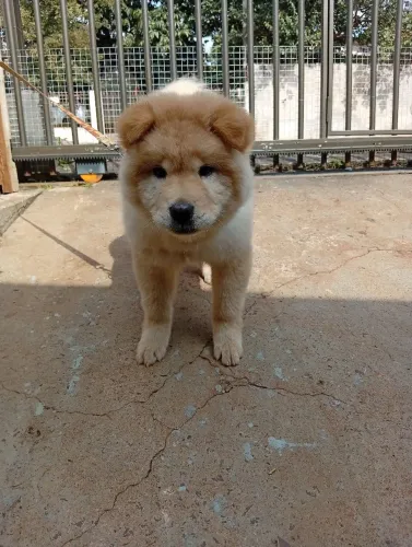 Filhote de Chow Chow
