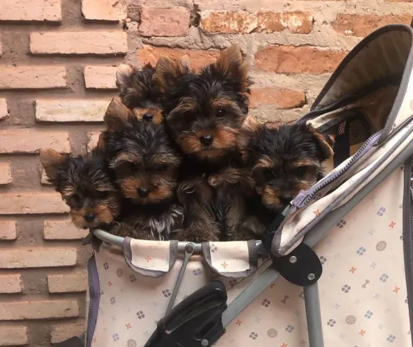 Filhote Yorkshire Terrier, Seu melhor amigo peludo pode estar aqui!