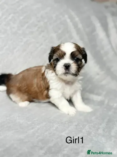 Filhotes Shih tzu/ shihtzu alegres e muito sociáveis