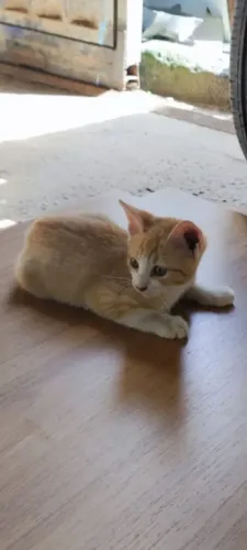 gatinha linda