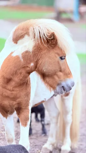 Pônei Macho REPRODUTOR   (Mini Horse)