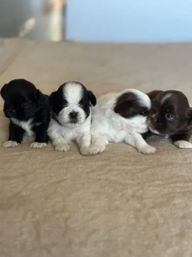 shih tzu filhote