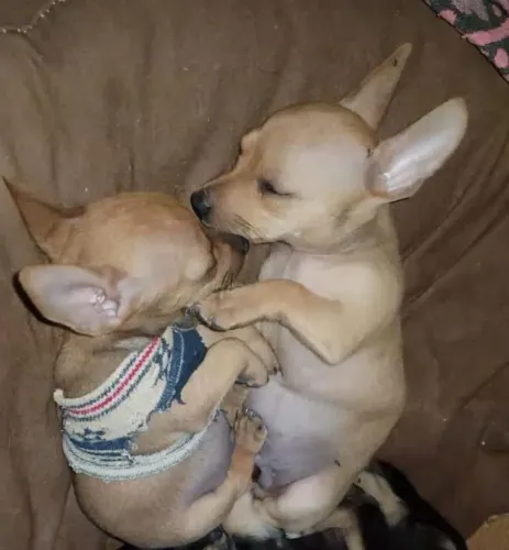 Cachorro pinscher n°1