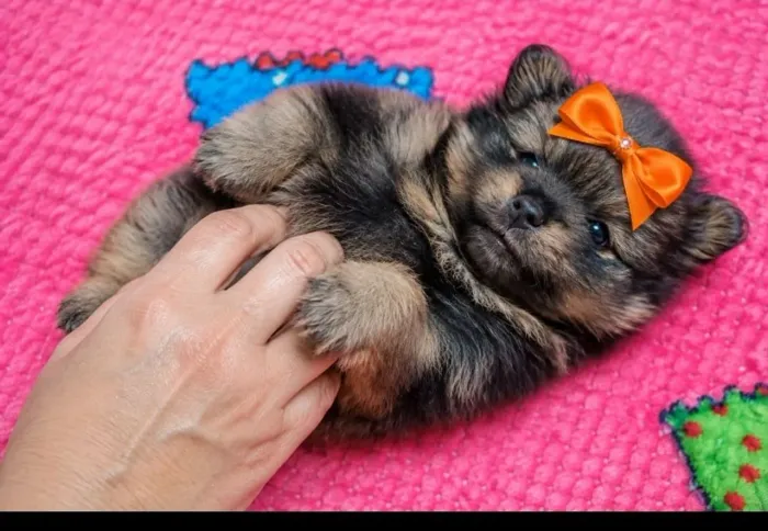 Lulu pomerania fêmea