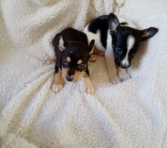 Filhotes de pinscher zero vendo barato demais pra hoje