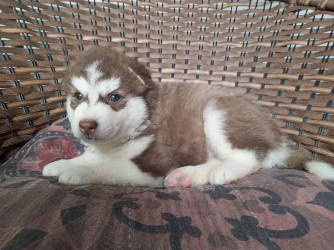 Husky siberiano
