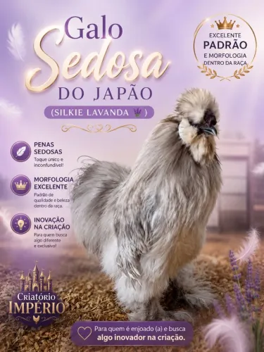 Galo Sedosa do Japão (Silkie Lavanda)