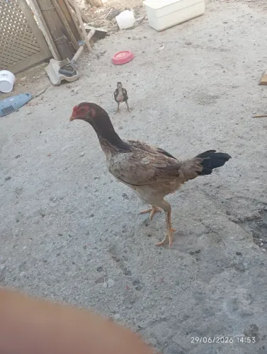 Galinha indiana 