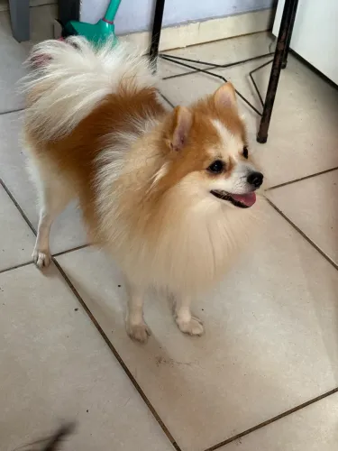 Cachorro Spitz Alemão