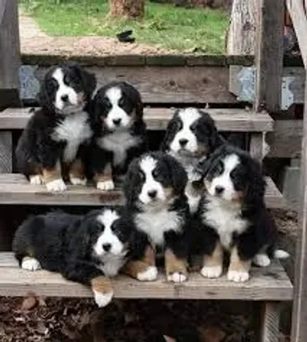 O bernese é extremamente leal
