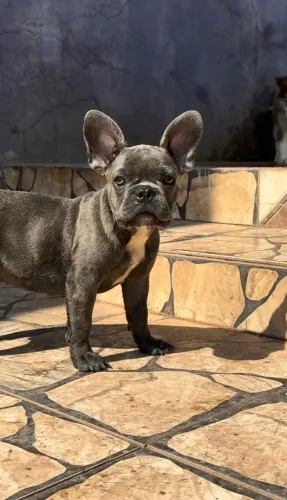Filhote Bulldog Francês Macho Exotico