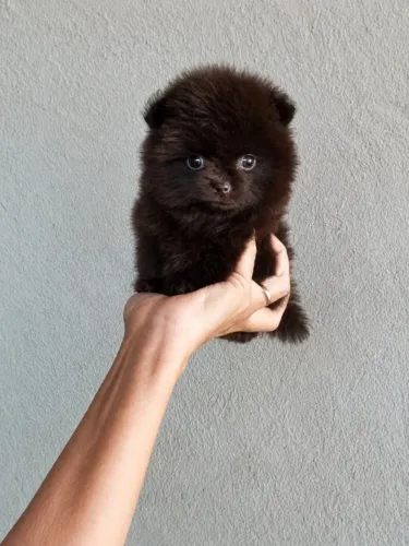 Lindo chocolate p/ pet
