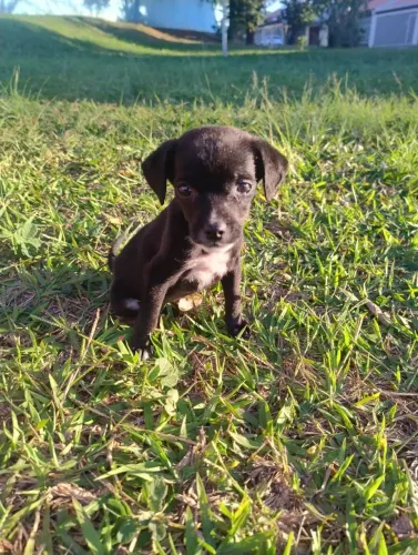 Vende-se filhote de pinscher