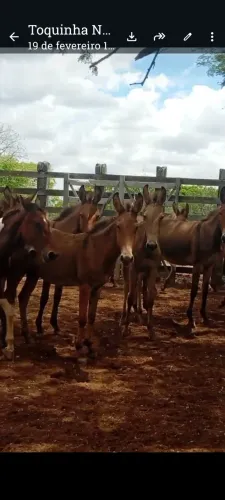 Mulas e burros jovens