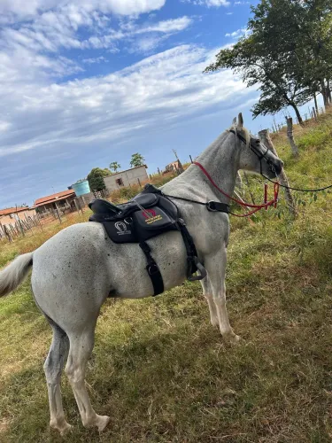Égua mangalarga boa 