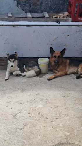 Dogs para cruza a husky é fêmea e o pastor alemã é macho 