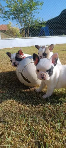 Bulldogue francês