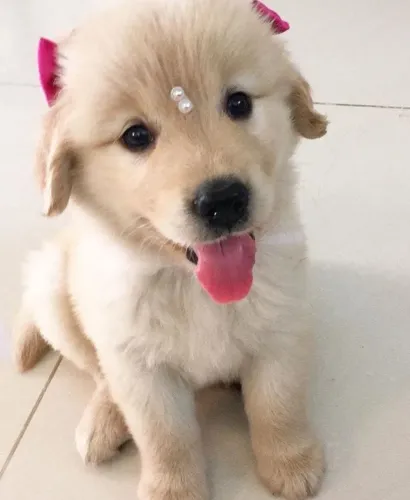 Golden Não perca a chance de ter um cachorro na sua vida