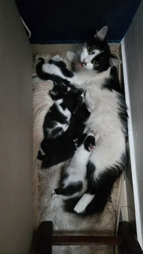Doação gatinhos