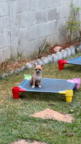Filhote de Chihuahua Macho