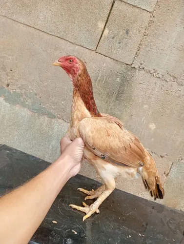 Galinhas índias 