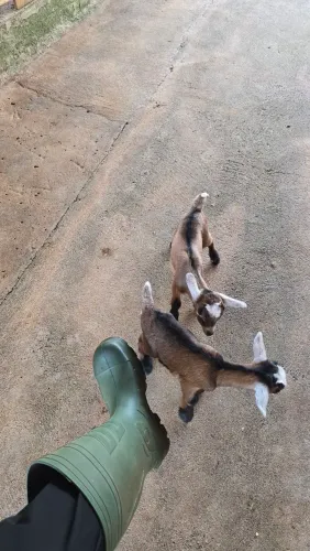 Mini cabra / casal legítimo / pet