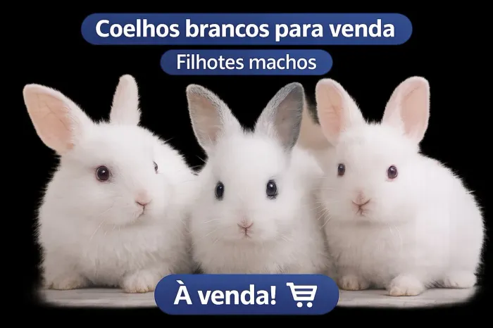 Lindos mini coelhos disponíveis - várias cores 