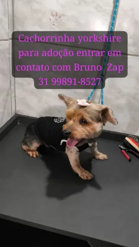 doação de cachorro de raça