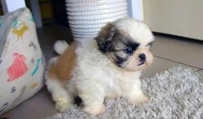Shihtzu Mini Filhotes Belos, Encantadores.
