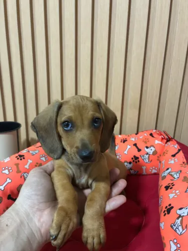 Dachshund macho dourado