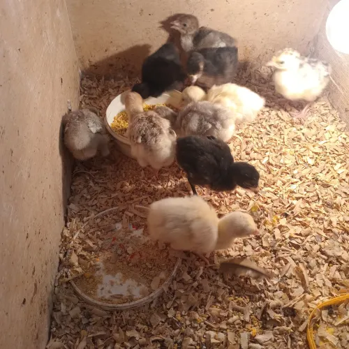 Pintinhos de peru