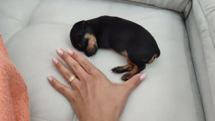 Pinscher 0/1 Fêmea