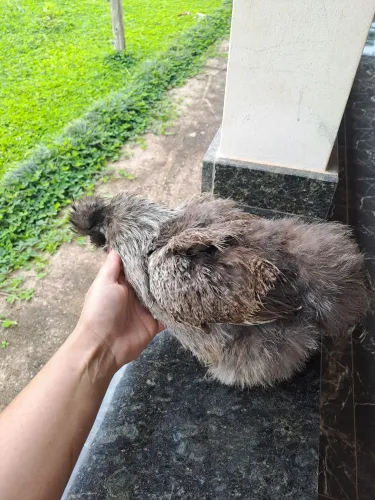 Galinhas cedosa