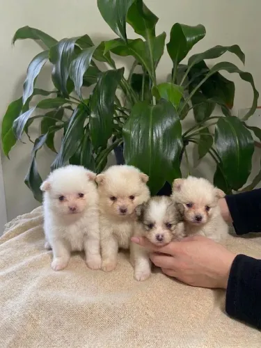 Lulu da pumerânea, spitz alemão 
