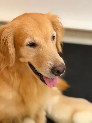 Goldens Retriever