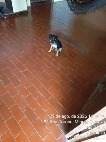 Pincher disponível puro